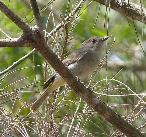 large-billed scrubwren: sericornis magnirostra, a species of scrubwren