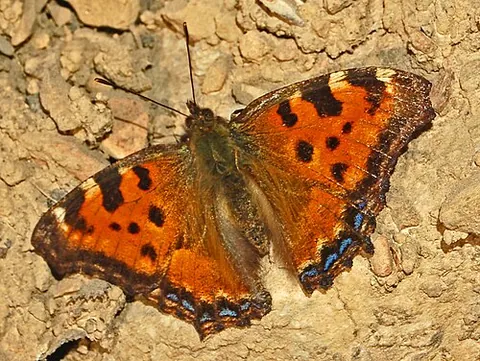 large tortoiseshell: the butterfly Nymphalis polychloros, of the family Nymphalidae