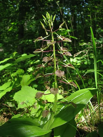 large twayblade: liparis liliifolia, an orchid of parts of temperate eastern North America