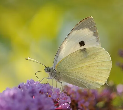 large white: the big, white and black butterfly Pieris brassicae, of the family Pieridae