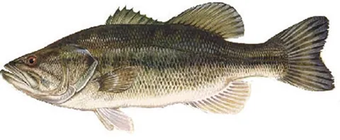 largemouth bass: a black bass of species Micropterus salmoides, found from northeastern Mexico to southeastern Canada