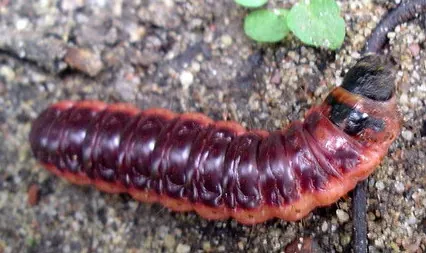 larval: being a larva