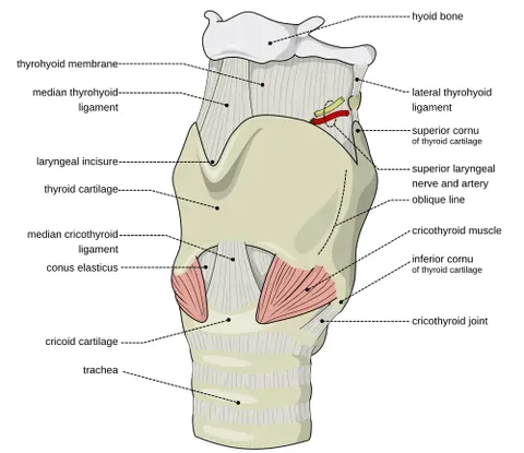 larynx: a hollow muscular organ of the neck of mammals situated just below where the tract of the pharynx...