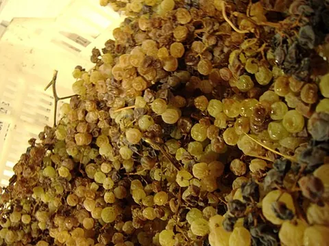 late harvest: the grapes left on the vine for several weeks past peak ripeness; this extended time dehydrates the...