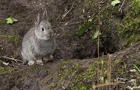 latibulum: a concealed hiding place, especially of an animal; a burrow, hole, or lair