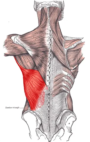 latissimus dorsi: a large, flat, dorsolateral muscle on the trunk, posterior to the arm, and partly covered by the...