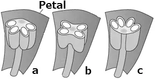 latrorse: said of anthers dehiscing laterally, neither toward nor away from the center of the flower