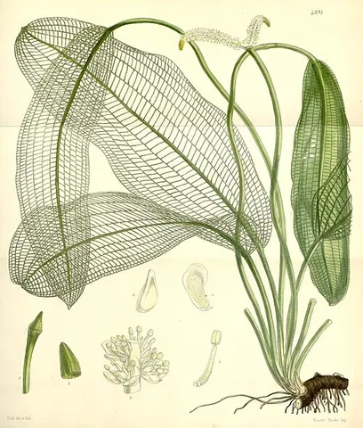 lattice leaf: aponogeton spp., esp. Aponogeton madagascariensis
