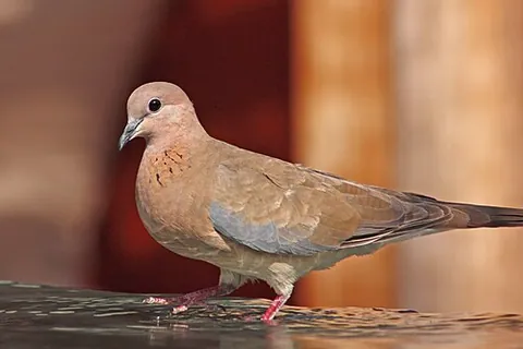 laughing dove: a small pigeon (Spilopelia senegalensis) native to the tropics in Africa south of the Sahara; the...