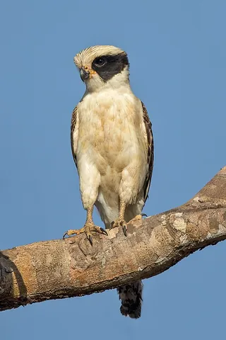 laughing falcon: a South American hawk (Herpetotheres cachinnans), so called from its notes, which resemble a shrill...