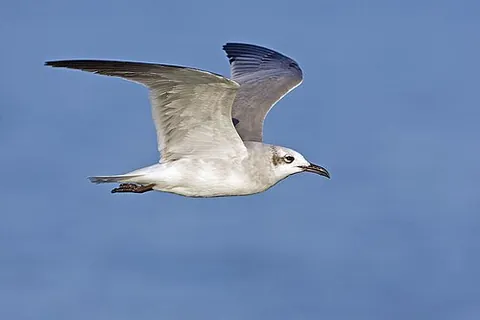 laughing gull: a common European gull (Xema ridibundus)