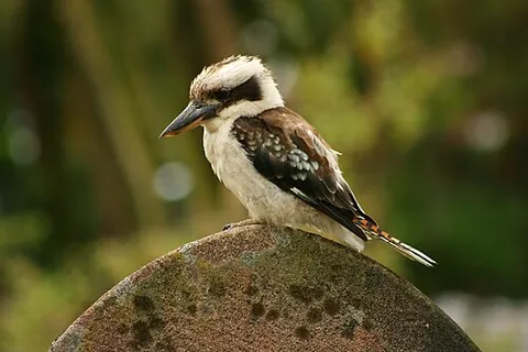 laughing jackass: the laughing kookaburra, Dacelo novaeguineae