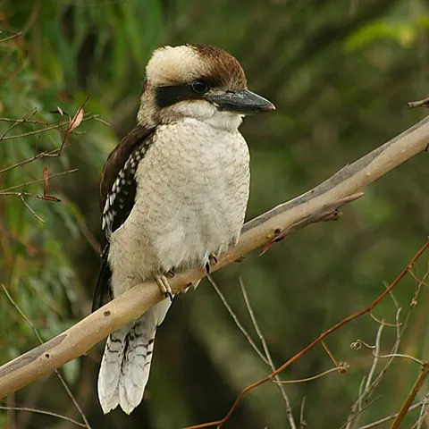 laughing kookaburra: a kookaburra of species Dacelo novaeguineae, native to eastern Australia and famed for its loud...
