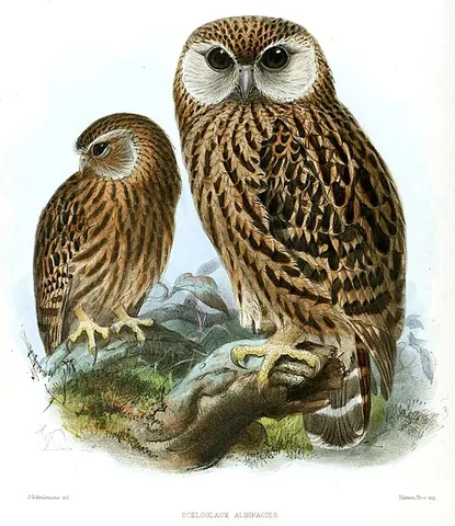 laughing owl: an owl (Sceloglaux albifacies) of New Zealand, now probably extinct, named for its cry