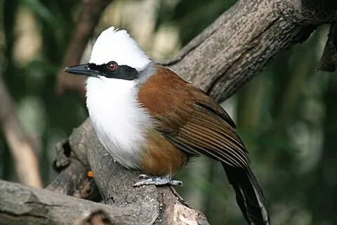 laughingthrush: any of a number of species of tropical birds in the family Leiothrichidae, found mainly in Asia