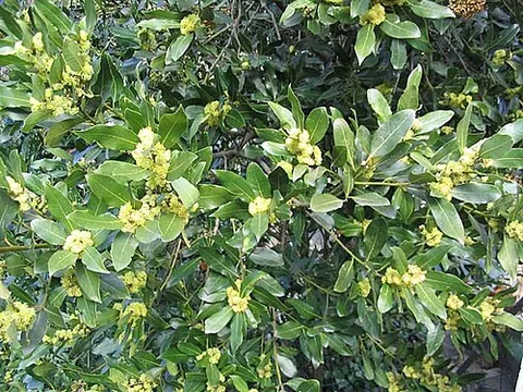 laurel: an evergreen shrub of species Laurus nobilis, having aromatic leaves of a lanceolate shape, with...
