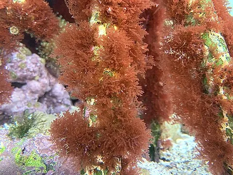 laurencia: any red algae of the genus Laurencia