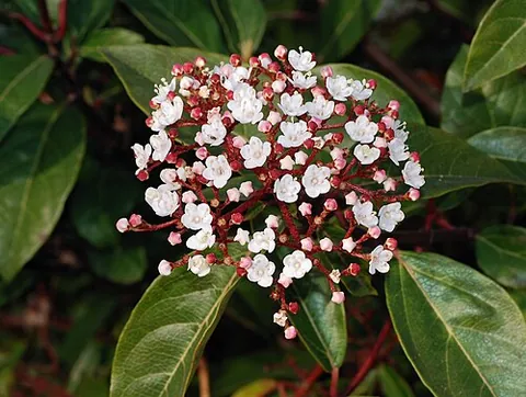 laurestine: the Viburnum tinus, an evergreen shrub or tree of the south of Europe, which flowers during the...