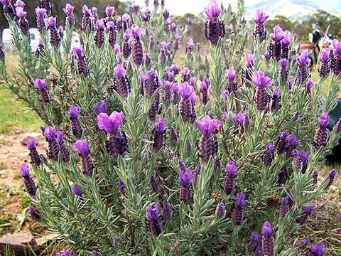 lavender: any of a group of European plants, genus, Lavandula, of the mint family
