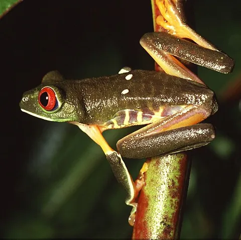 leaf frog: any tree frog of the subfamily Phyllomedusinae