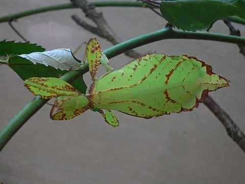 leaf insect: any of the insects in the family Phylliidae, which mimic leaves