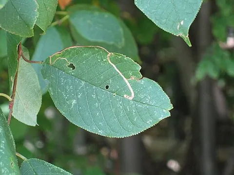 leaf miner: an insect larva that lives between the epidermis of a leaf and consumes the leaf tissue