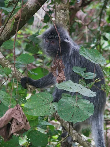 leaf monkey: any of various leaf-eating, arboreal Asian monkeys of the subfamily Colobinae of family...