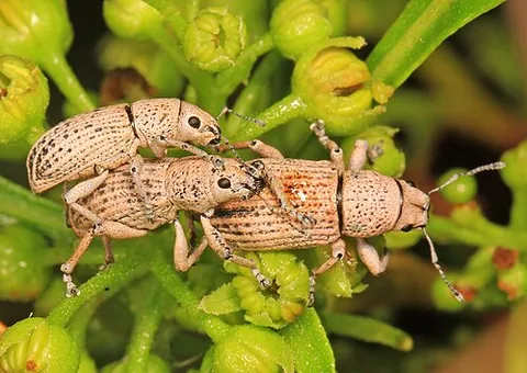 leaf-notcher: artipus floridanus, a weevil that is a pest of citrus trees