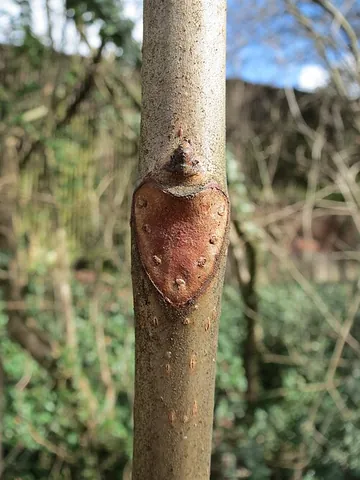 leaf scar: a mark left on a branch or twig where a leaf has fallen off