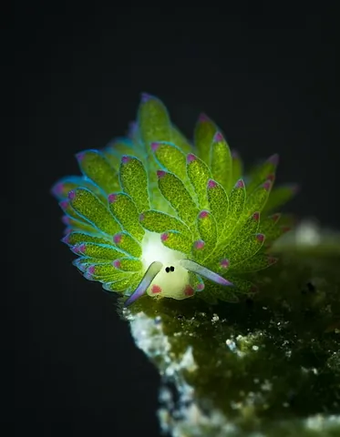 leaf sheep: the sacoglossan sea slug Costasiella kuroshimae. It has green cerata across it's body and can...