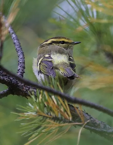 leaf warbler: any of numerous small insectivorous passerine birds of the genus Phylloscopus
