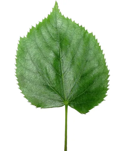 leaf: the usually green and flat organ that represents the most prominent feature of most vegetative...