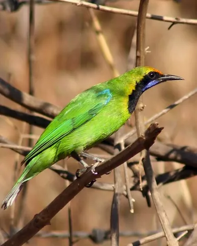 leafbird: any of the genus Chloropsis of small passerine birds, native to India and southeast Asia