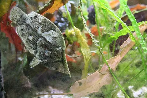 leaffish: a small South American freshwater fish of the family Polycentridae
