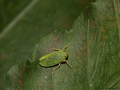 leafhopper: any insect of the family Cicadellidae