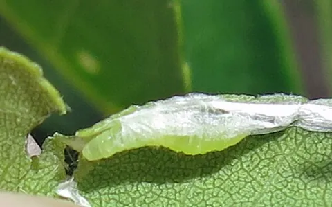 leafroller moth: any of the family Tortricidae of leaf-eating moths