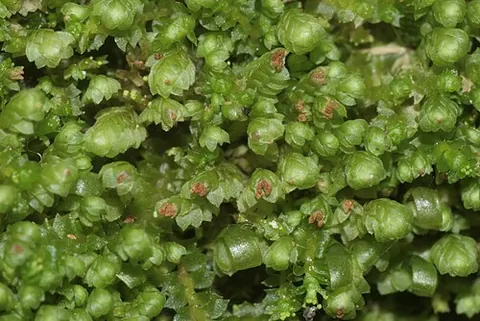 leafy liverwort: any of numerous species of liverwort plant belonging to the order Jungermanniales