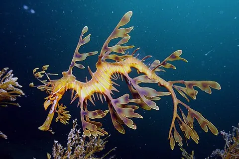 leafy sea dragon: a marine fish, Phycodurus eques, found in the southern and western coasts of Australia, with long...