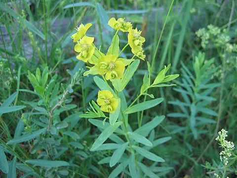 leafy spurge: euphorbia esula, a spurge native to Eurasia