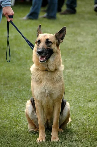 leash: a strap, cord or rope with which to restrain an animal, often a dog