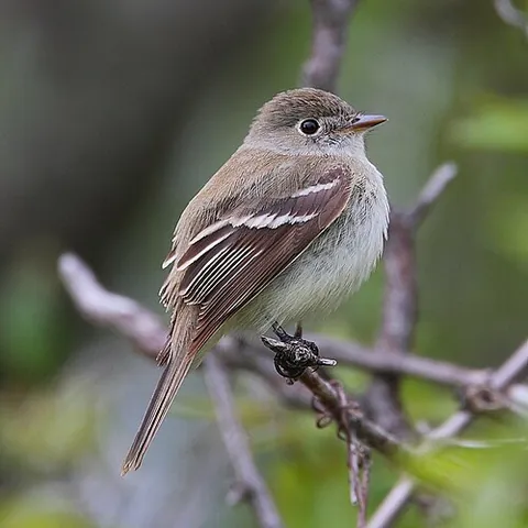 least flycatcher: a small insect-eating passerine bird in the tyrant flycatcher family, and the smallest member of...