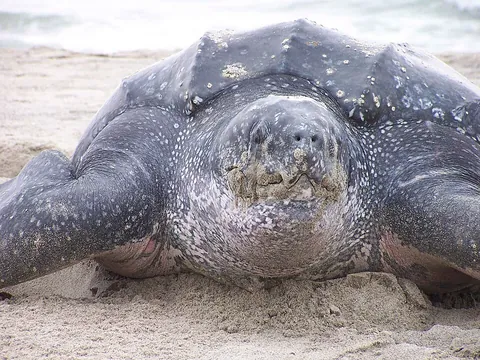 leatherback: any member of the species Dermochelys coriacea, of large sea turtles with leathery backs