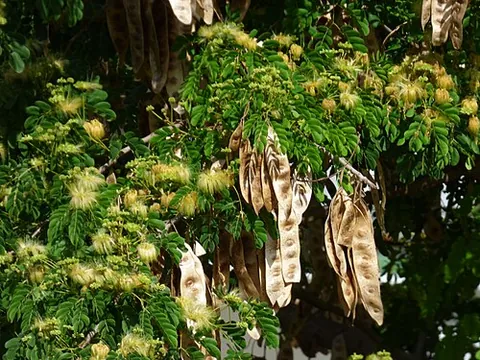 lebbek: the tree Albizia lebbeck