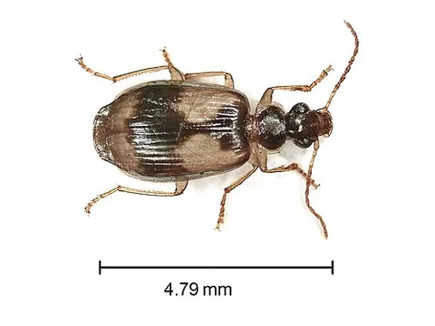 lebia: any ground beetle of the genus Lebia