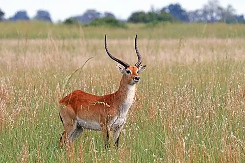 lechwe: kobus leche, an African antelope that inhabits marshy regions