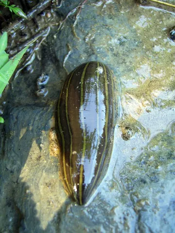 leech: a typically aquatic blood-sucking annelid of the subclass Hirudinea, especially Hirudo medicinalis