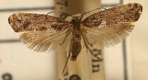 leek moth: a small moth (Acrolepiopsis assectella) with larvae that feed on Allium species, mainly leeks
