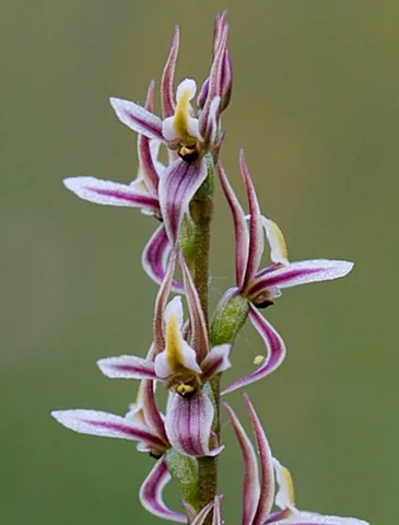 leek orchid: any orchid of the genus Prasophyllum