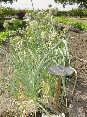 leek: a vegetable of variety Allium ampeloprasum, having edible leaves and an onion-like bulb but with a...