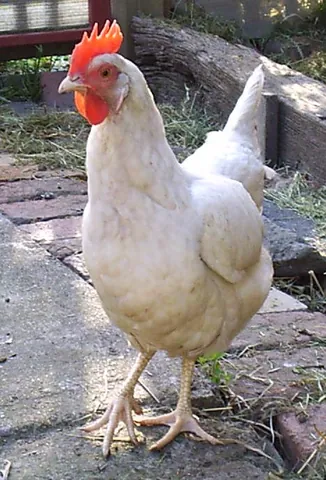 leghorn: a type of dried plaited wheat straw fabric